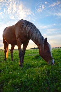 Sky horse heaven horse free photo