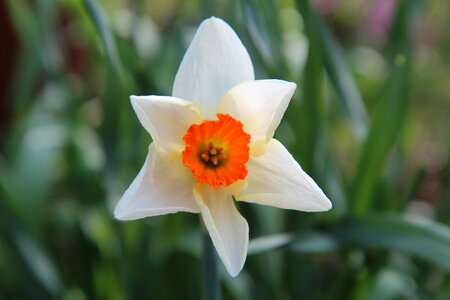 Narcissus white spring narcissus yellow