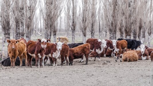 Cow walking field farm photo