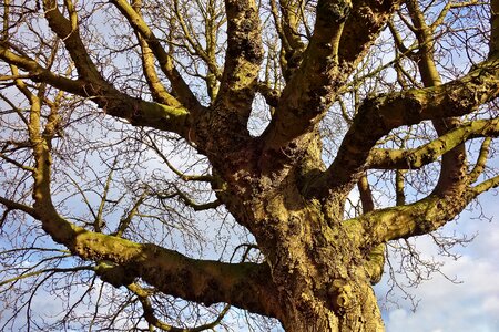 Branch trunk bark photo