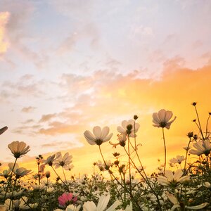 Sunset flower spring