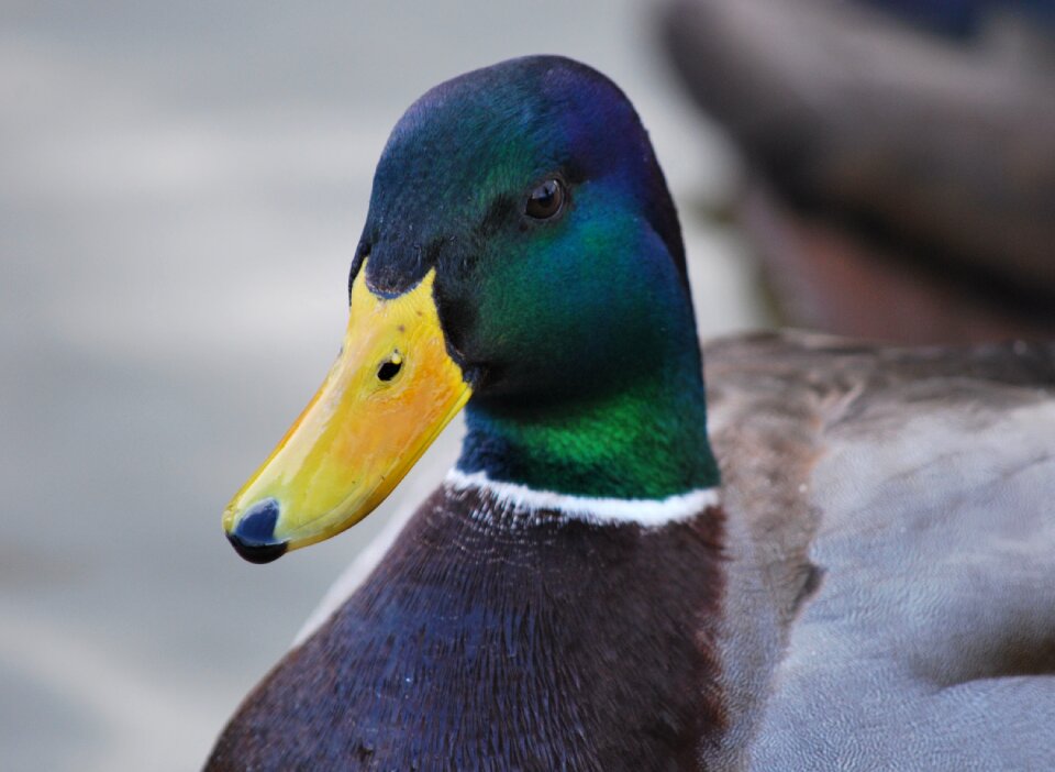Outdoors wildlife waterfowl