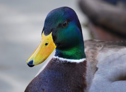 Outdoors wildlife waterfowl