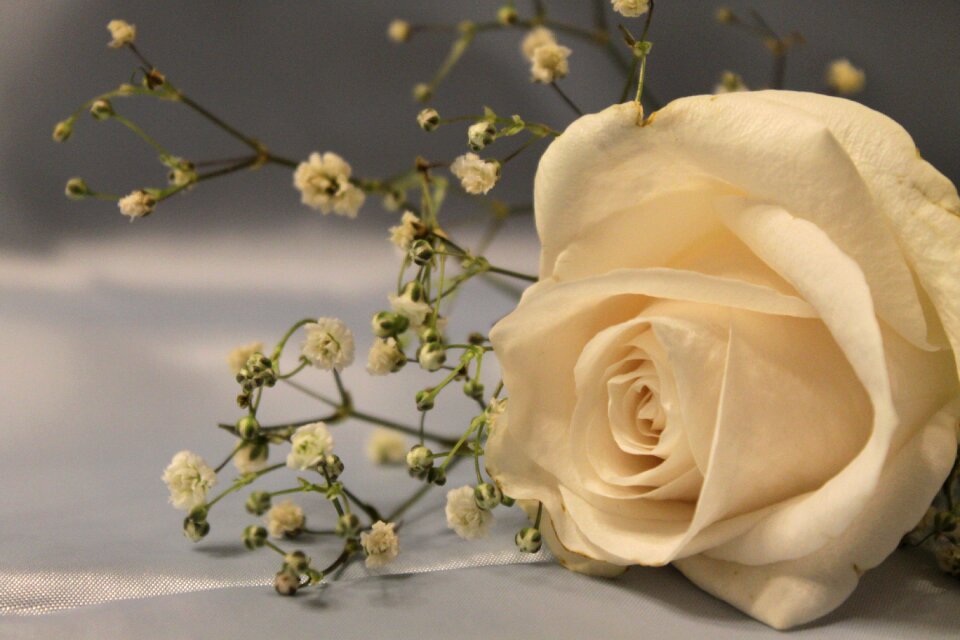 Floral blooming romantic