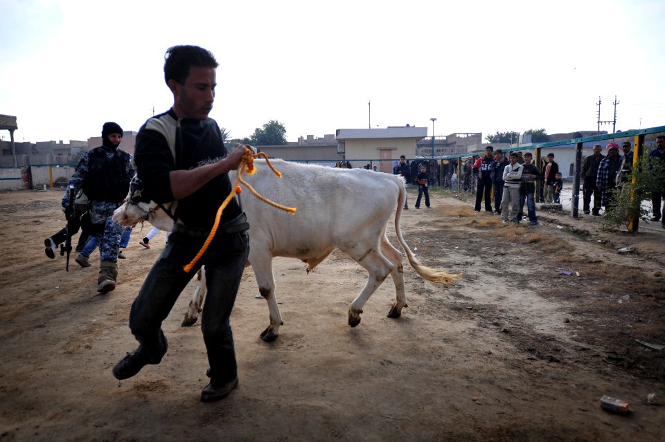 Cow donation in Baghdad DVIDS138404