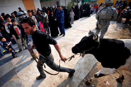 Cow donation in Baghdad DVIDS138419