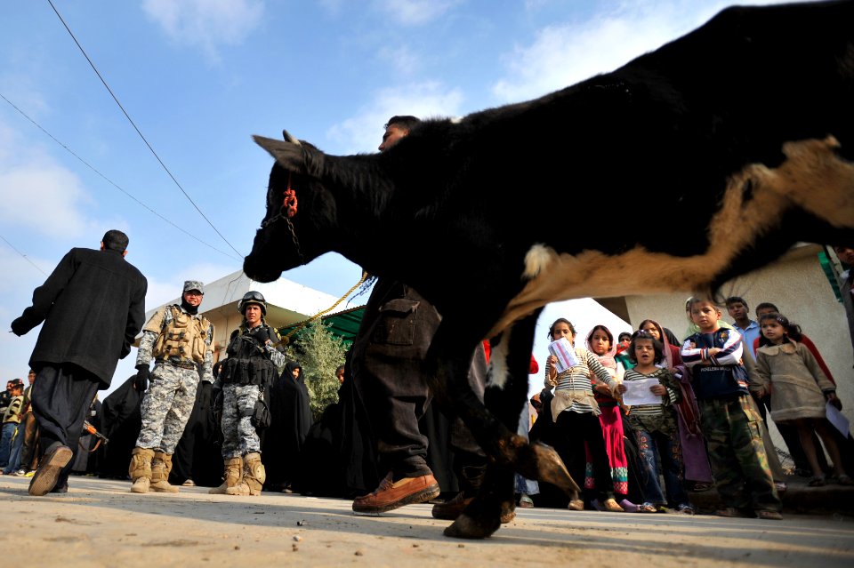 Cow donation in Baghdad DVIDS138427