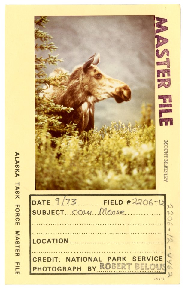 Cow moose (33550464185)
