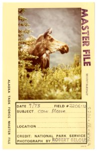 Cow moose (33550464185)