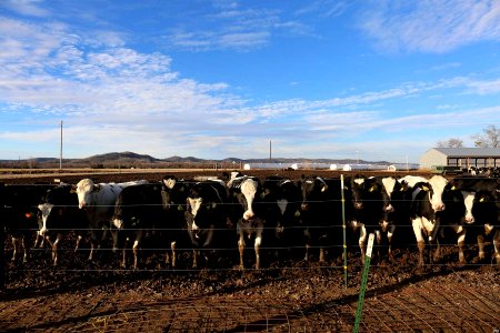 Cow Farm, Trempealeau County, Wisconsin, United States