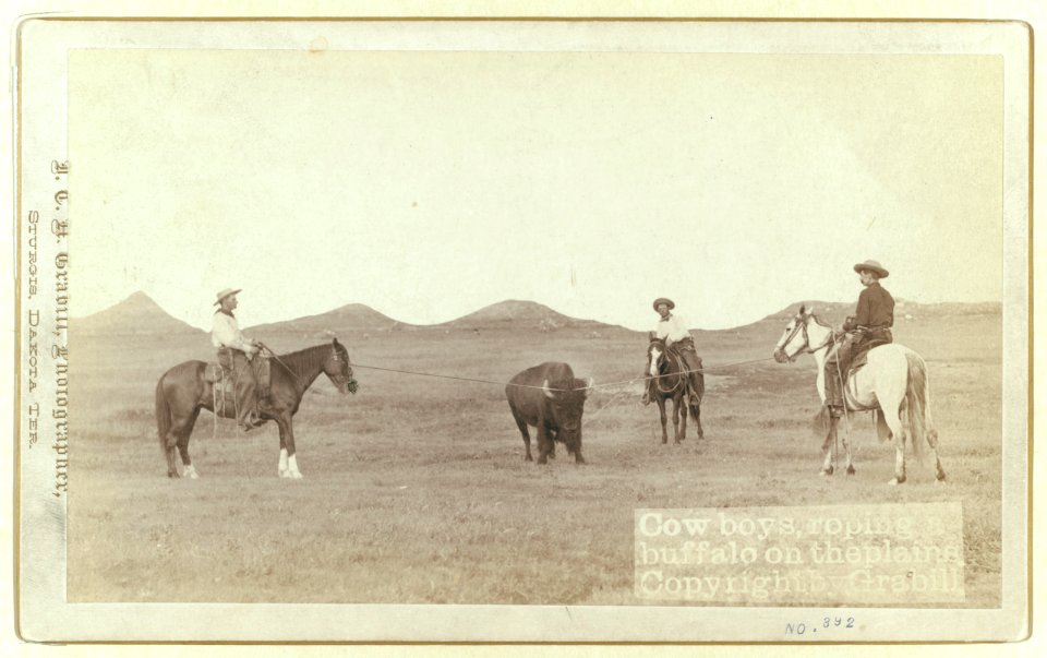 Cowboys, roping a buffalo on the plains LCCN99613915