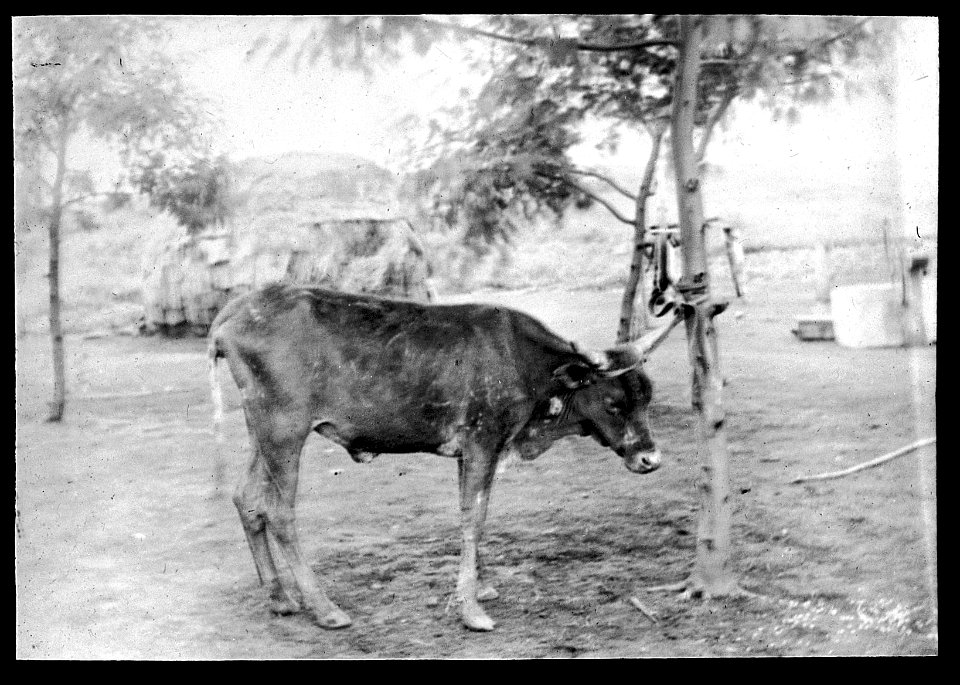 Cow, Nagana Wellcome L0022653