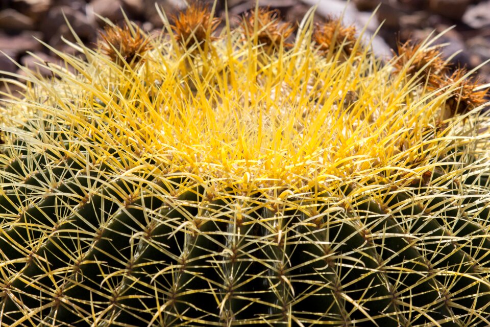 Desert prickly succulent