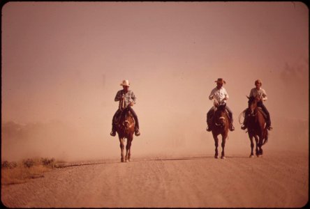Cowboys-ride-ahead-of-cattle-they-are-herding-along-imperial-county-highway-near-el-centro-may-1972 7152624967 o