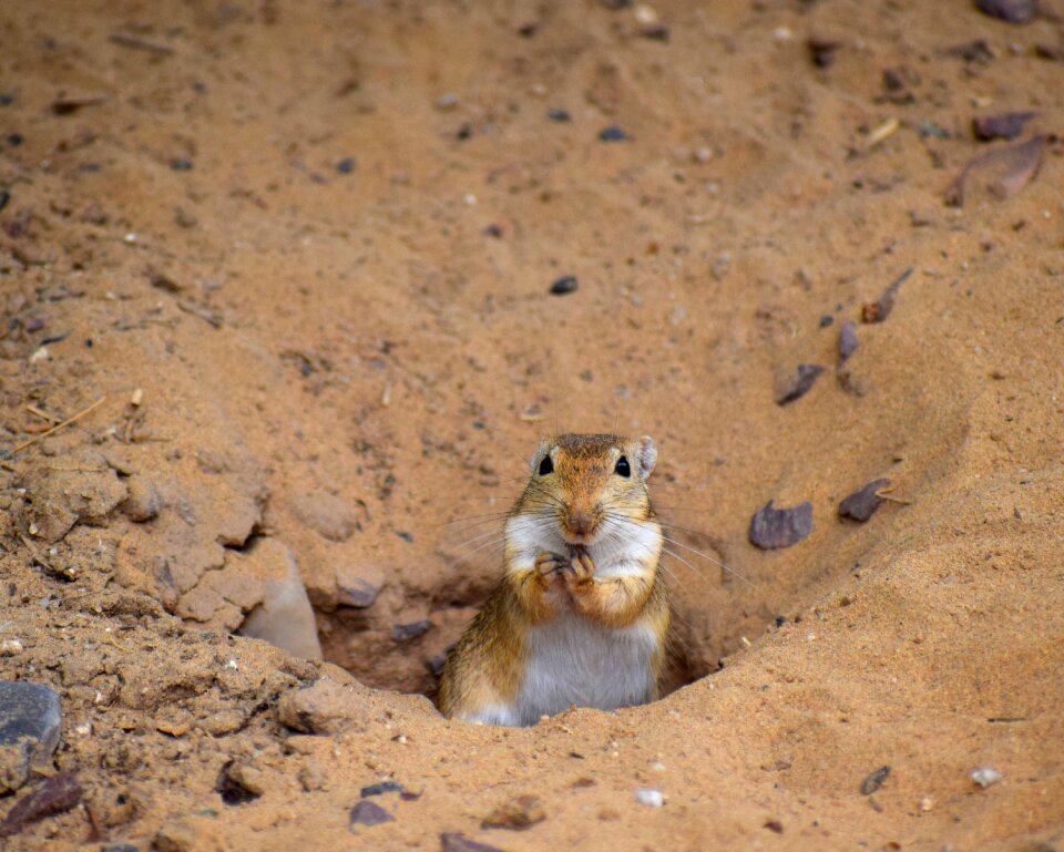 Natural wildlife farm