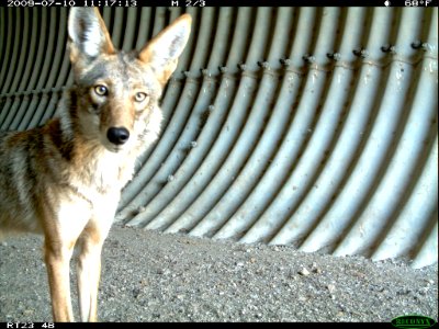 Coyote (9098579936) photo