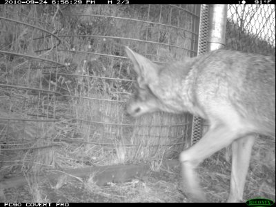 Coyote at the One-Way Gate (11425633445)