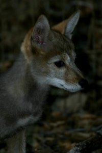 Coyote (9096373099)
