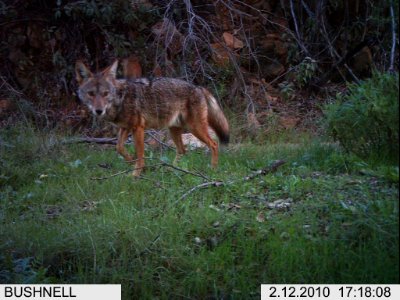 Coyote at Cheeseboro Canyon (11425630584) photo