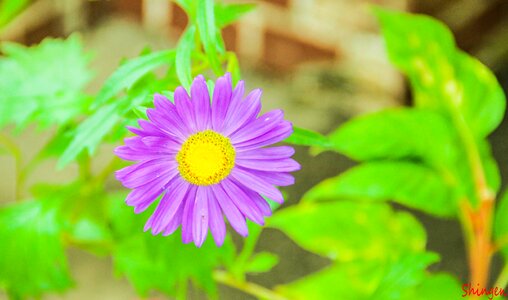 Natural plant flowers