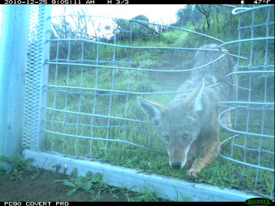 Coyote at the One-Way Gate (11425786283)