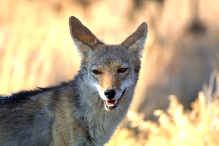 Coyote (11074321326) photo