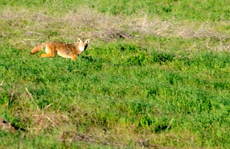 Coyote 2 (11074323076) photo