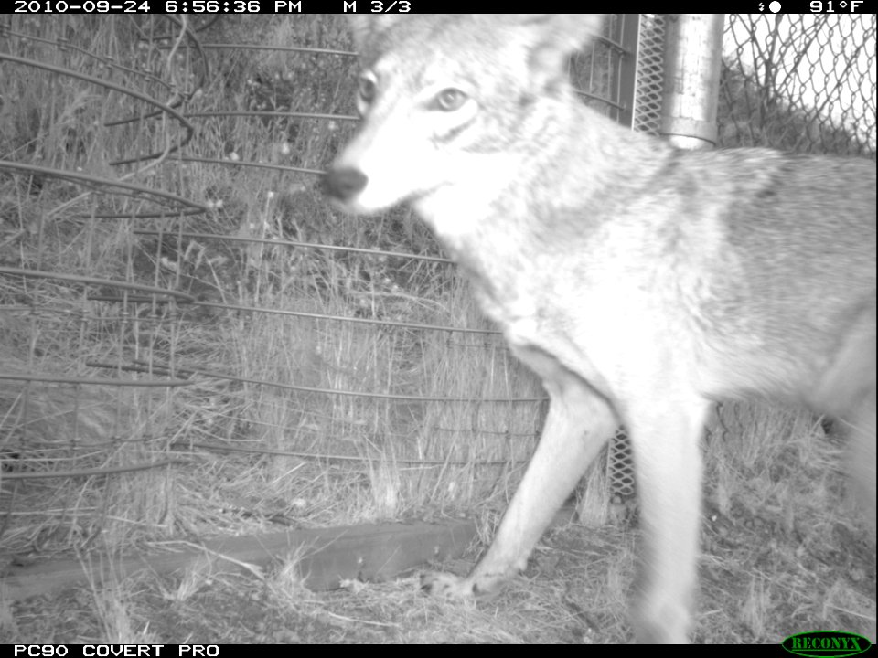Coyote at the One-Way Gate (11425651896)