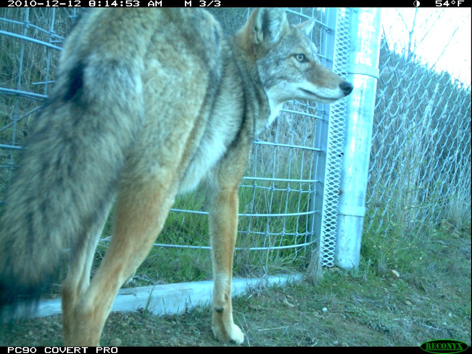Coyote at the One-Way Gate (11425650324)