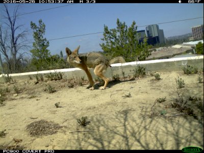 Coyote Poops (33040738995)