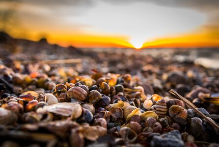 Seashells sunset sun