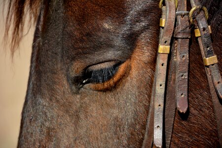 Head horse eye horse leather horse