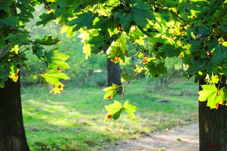 Nice tree beauty