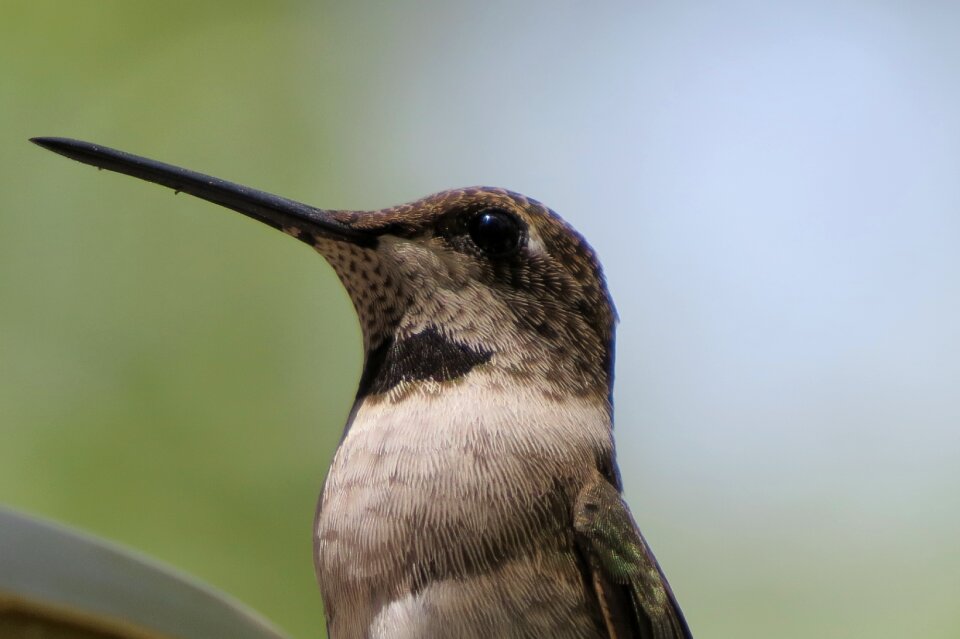 Bird hummingbird close up