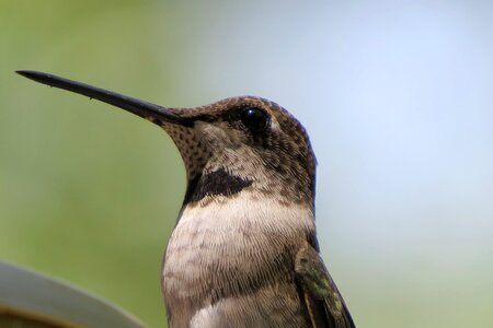 Bird hummingbird close up photo
