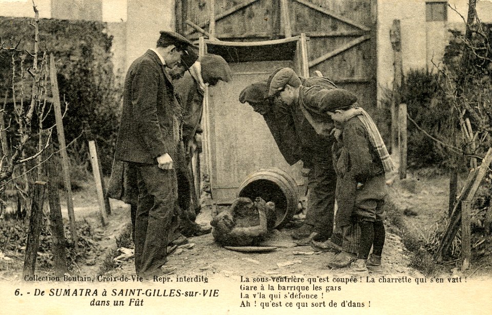 CPA StGillesCroixVie Buveurs Singe