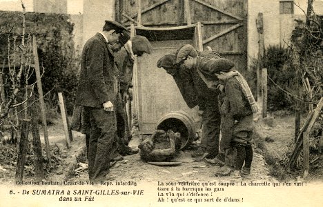CPA StGillesCroixVie Buveurs Singe