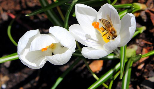 Spring nature flower