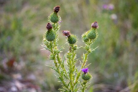 Wild field thistle photo