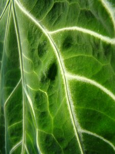 Foliage plant closeup photo