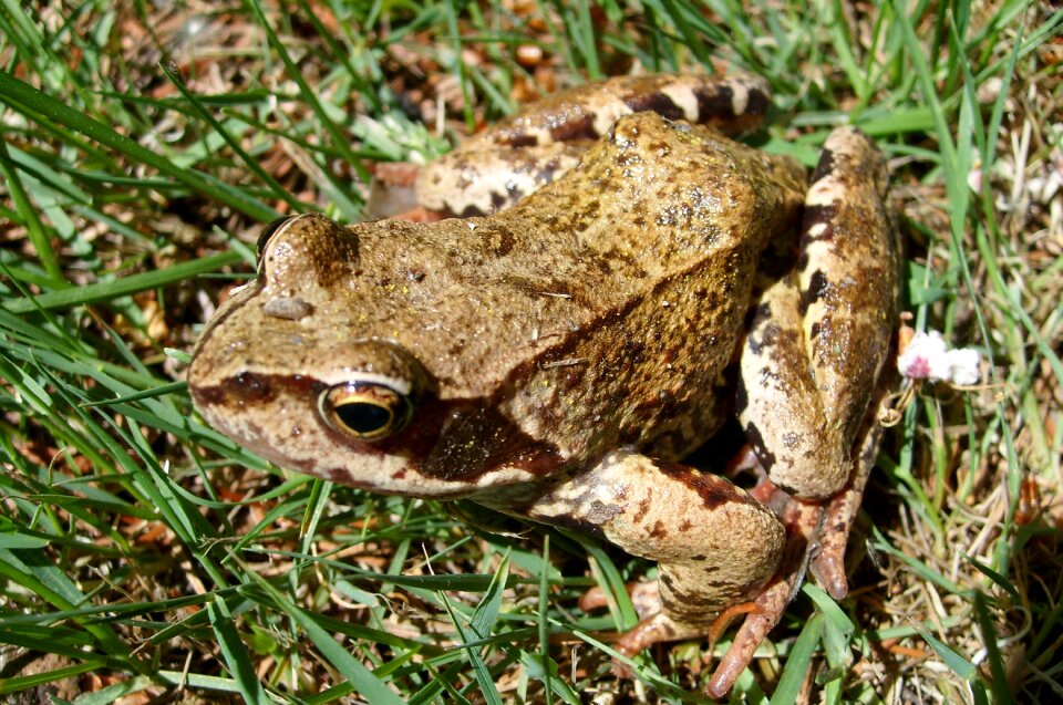 Amphibian nature animals