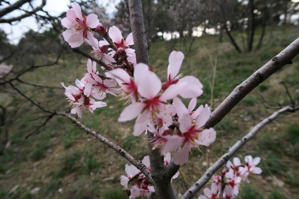 Plant spring nature