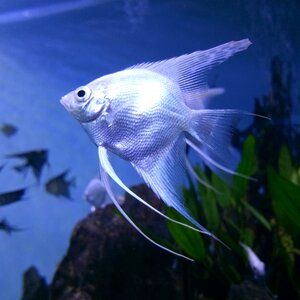 Water ocean blue fish photo