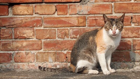 Cat doze off brick walls photo