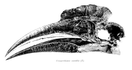Cranorrhinus cassidix 192