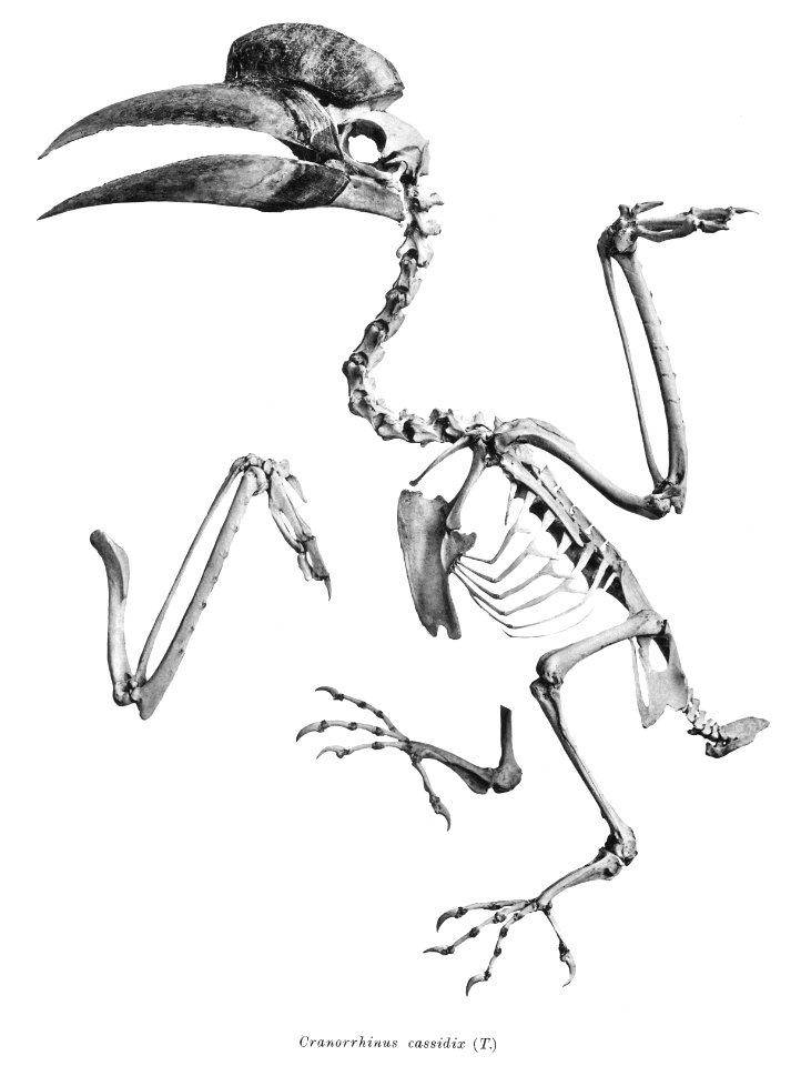 Cranorrhinus cassidix 190