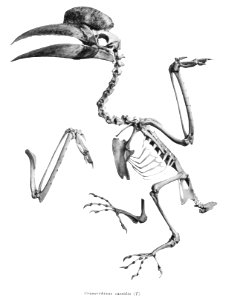Cranorrhinus cassidix 190