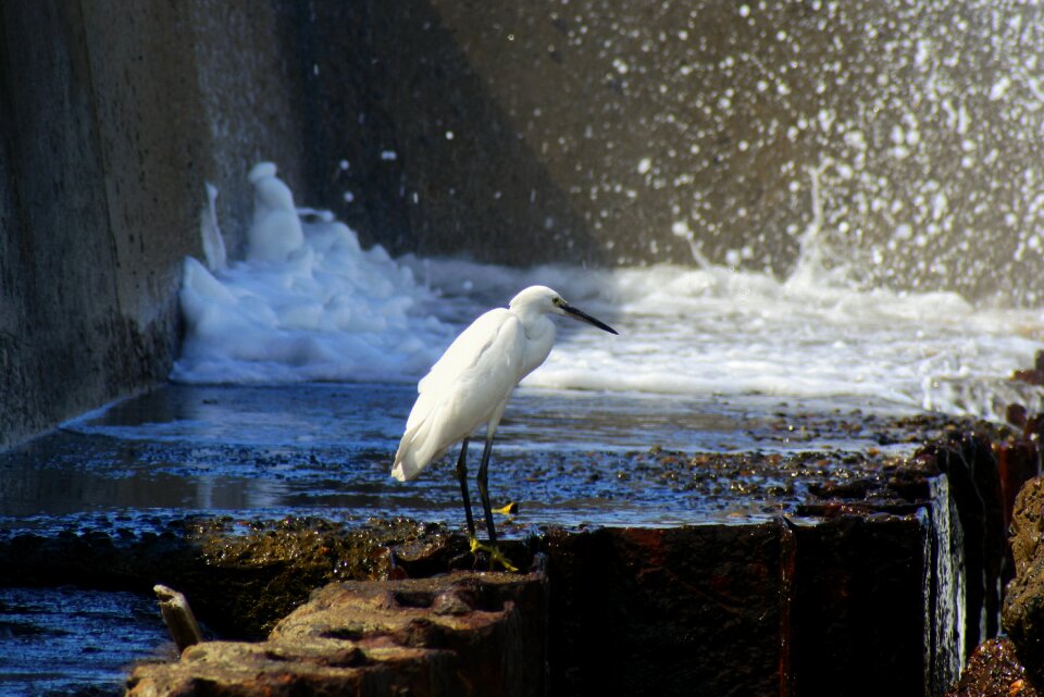 Estuary breakwater wave