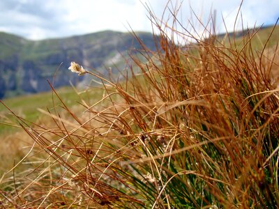 Nature dry plants dry