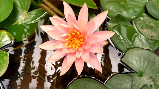 Lotus flower blossom water